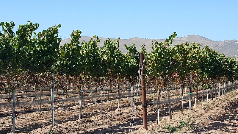 Santa Maria Valley Vineyards