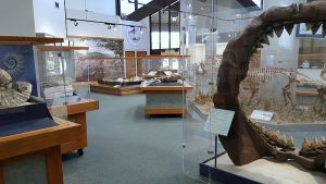 Clark Park Interpretive Center Free Orange County Museum Dinosaur Fossil