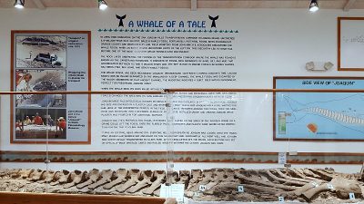 Joaquin whale fossil orange county