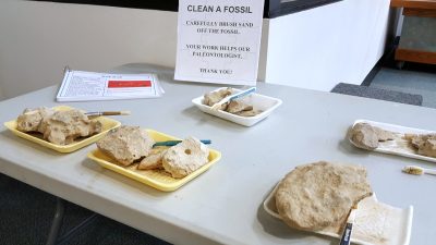 fossil cleaning station