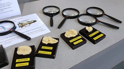 fossil identification activity