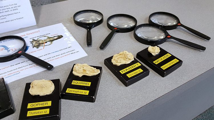 fossil q activity