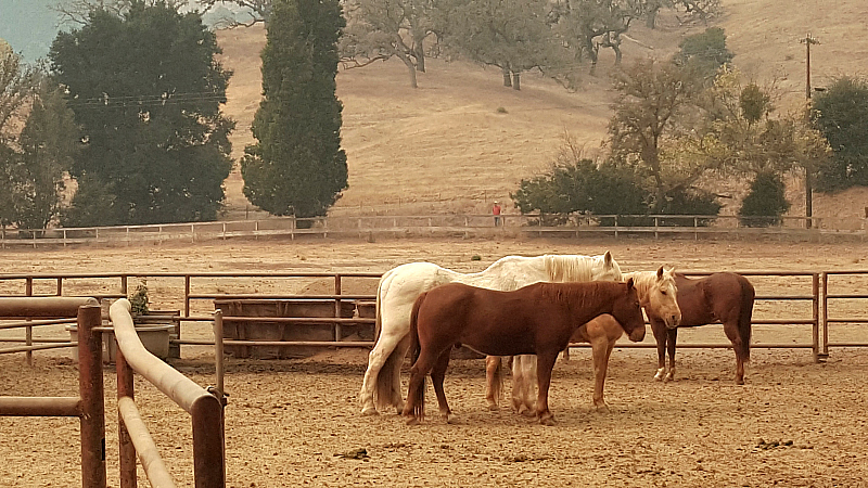 Alisal Dude Ranch Horses Alisal