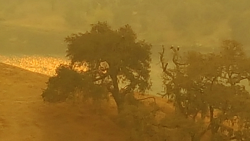 Bald Eagles Solvang