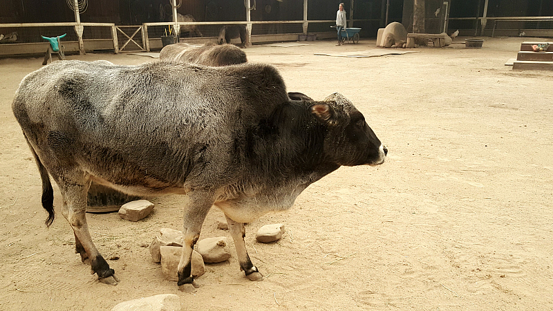 Barnyard Petting Zoo Alisal