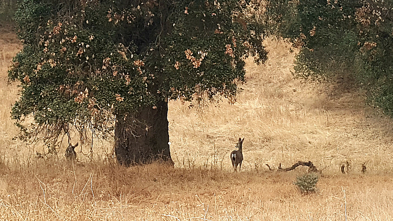 Deer Alisal Ranch