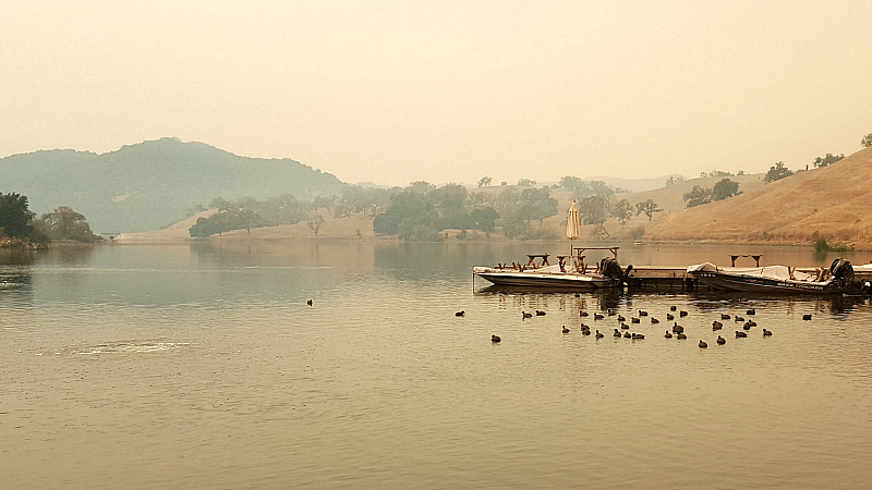 Ducks on The Lake