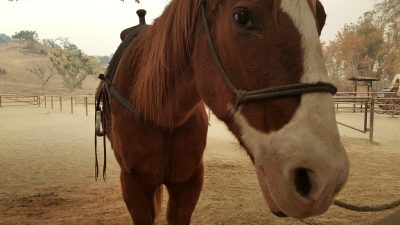 Dude ranch experience at The Alisal luxury guest ranch