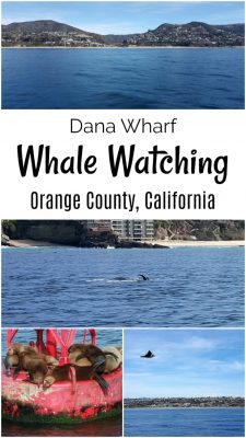 California OC Whale Watching Dana Wharf Orange County Dana Point