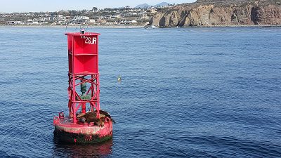 sea lions dana point harbor