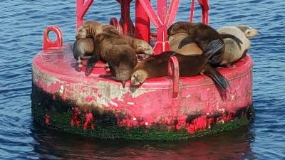 sea lions napping dana point