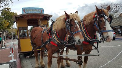 solvang horses trolley honen
