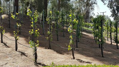 grapevines vineyard winery vitagliano