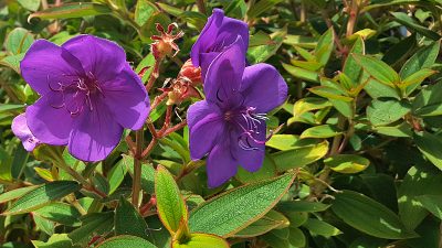 hyatt purple flowers