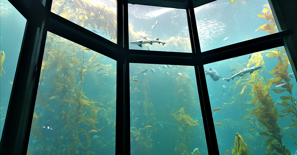 monterey aquarium kelp forest sharks
