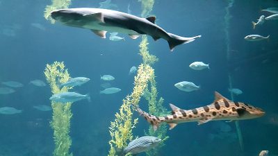monterey aquarium sharks