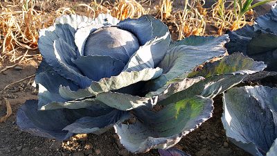 ocfair cabbage