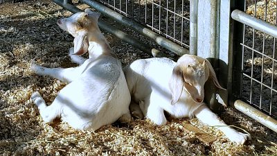 ocfair goats