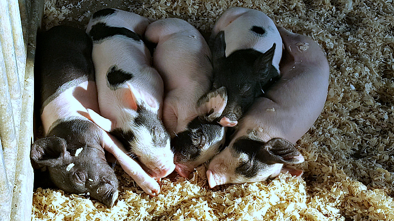 ocfair piglets