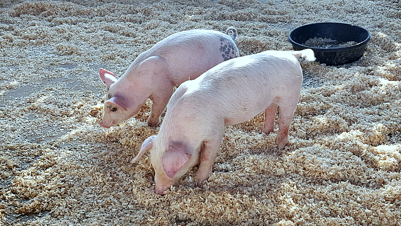 ocfair pigs