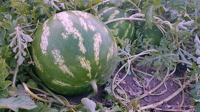 ocfair watermelon