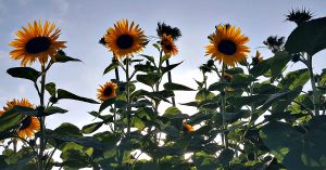 sunflowers oc fair