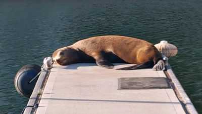 mdr sea lion dock