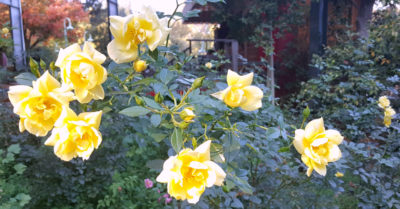 14 gilroy gardens roses