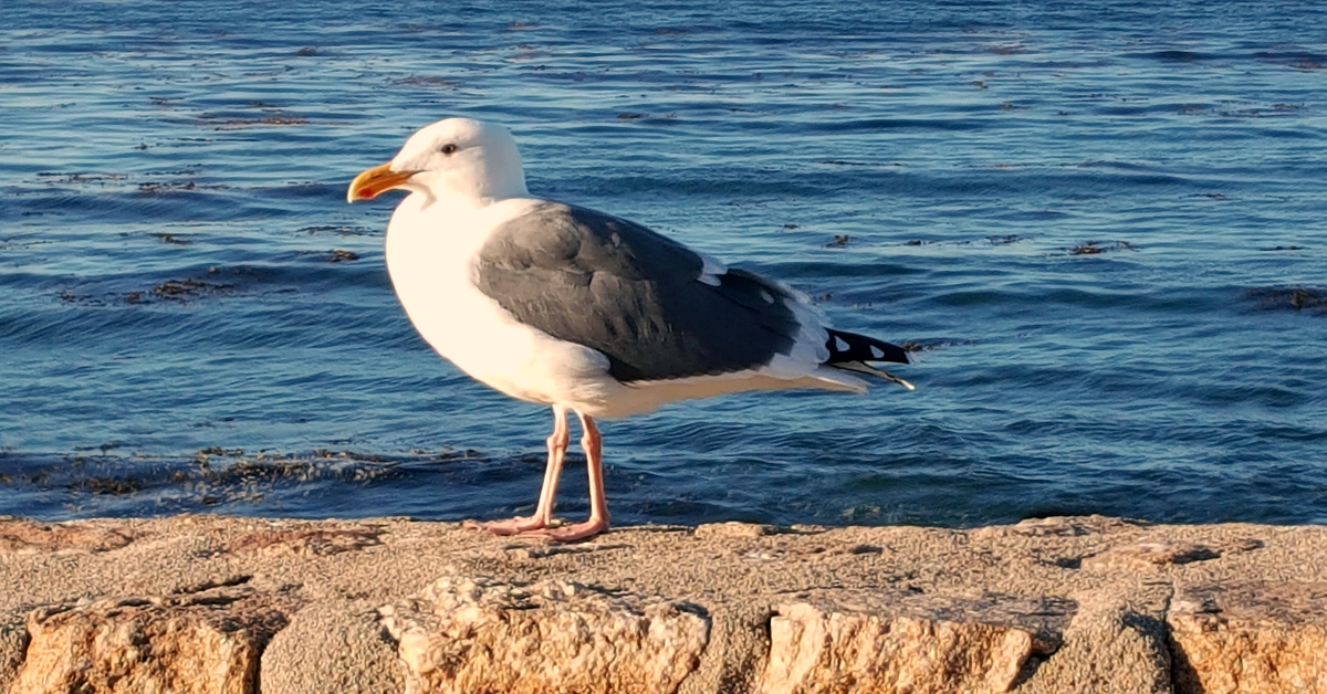 2 pacific grove gull