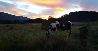 rancho oso horse sunrise
