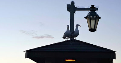 stearns wharf seagulls