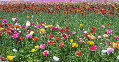 flower fields 1