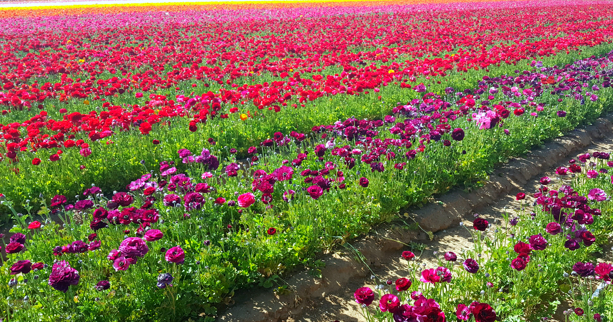 A Riot of Color, Ranunculus at the Carlsbad Flower Fields in