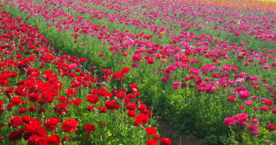 carlsbad flower fields 18