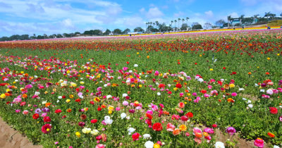 flower fields 4