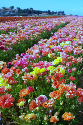pin carlsbad flower fields
