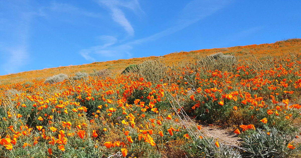 blue skies california poppies