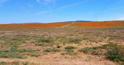 antelope valley poppy fields