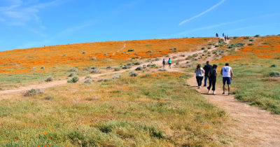 antelope valley poppy trail