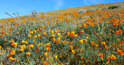 feature california super bloom poppies