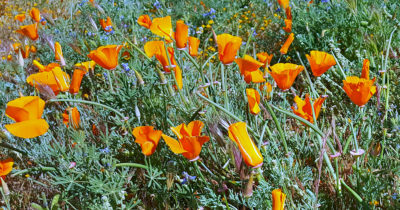 super bloom poppies close up