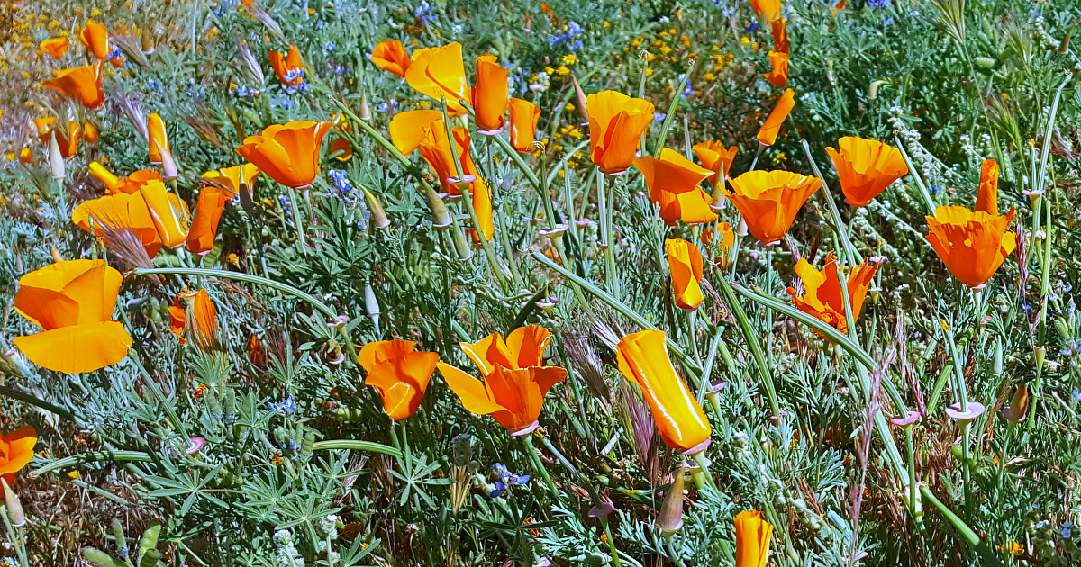super bloom poppies close up
