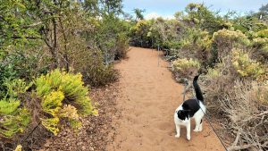 cat on sandy trail el moro elfin forest