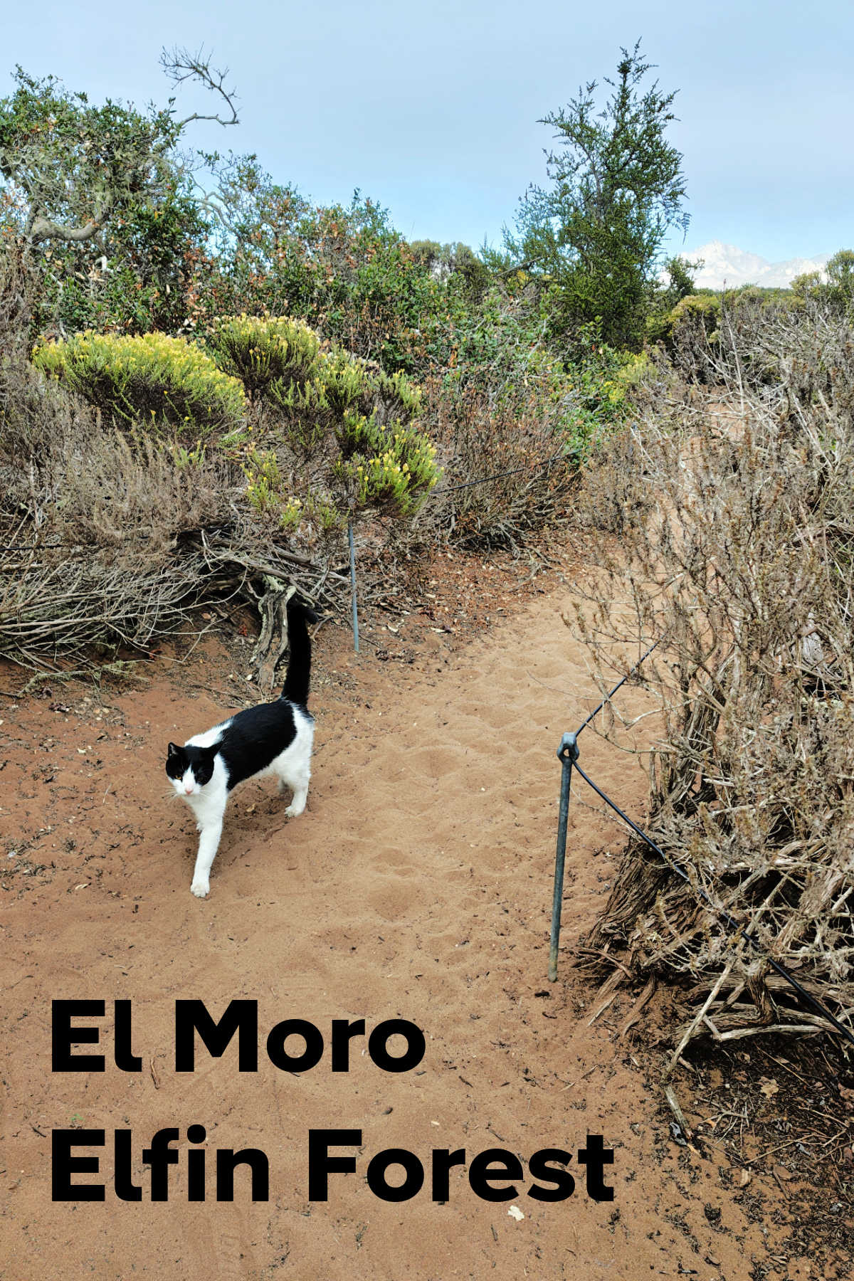 Looking for a unique, free outdoor activity along California's Central Coast? Explore El Moro Elfin Forest in Los Osos. Perched along Morro Bay, this 90-acre natural preserve features miniature coast live oak trees, sandy trails leading to elevated boardwalks, sweeping views of Morro Rock, and peaceful natural surroundings.