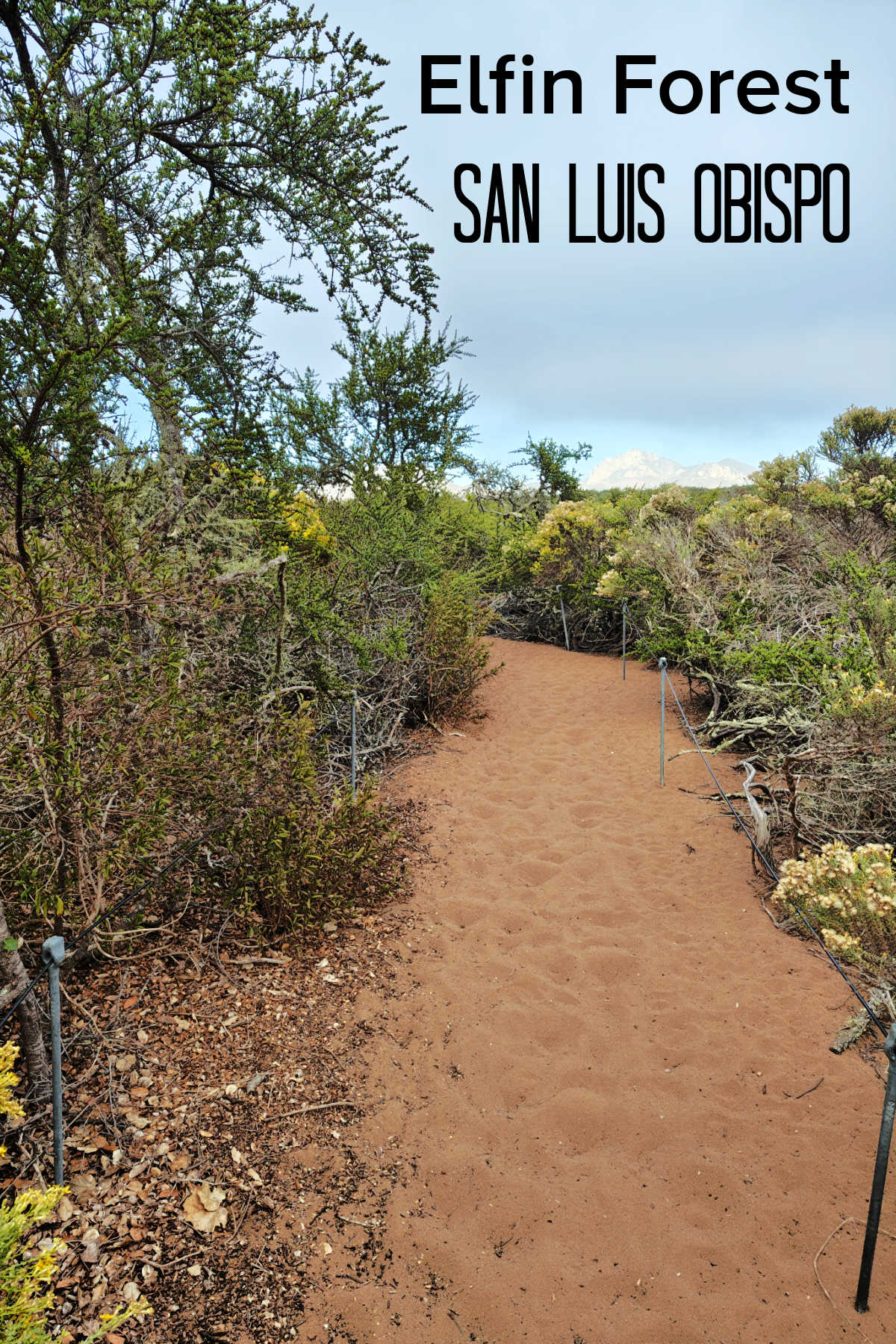 Looking for a unique, free outdoor activity along California's Central Coast? Explore El Moro Elfin Forest in Los Osos. Perched along Morro Bay, this 90-acre natural preserve features miniature coast live oak trees, sandy trails leading to elevated boardwalks, sweeping views of Morro Rock, and peaceful natural surroundings.