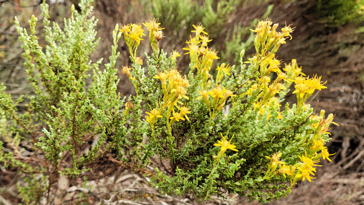 fall wildflowers in the elfin forest san luis obispo