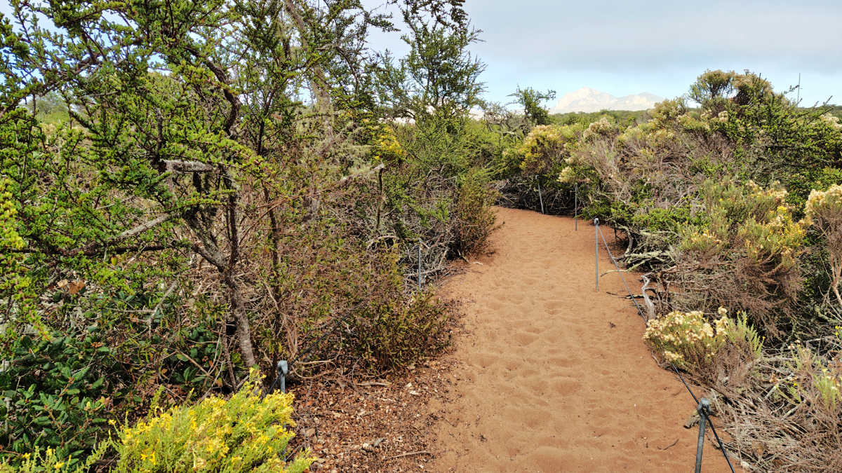 mountain view elfin forest trail
